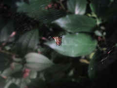 Micrathena plana