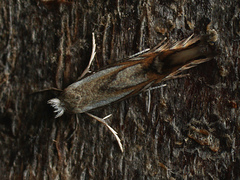 Phyllonorycter rajella