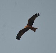 Milvus migrans