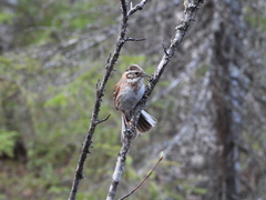 Emberiza rustica