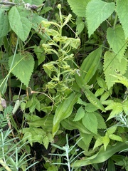 Habenaria novemfida