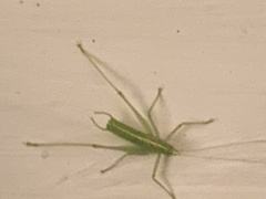 Meconema meridionale