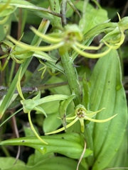 Habenaria novemfida