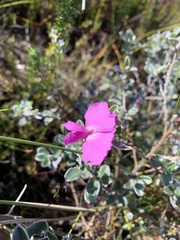 Podalyria myrtillifolia