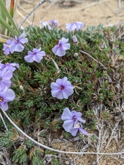 Phlox richardsonii