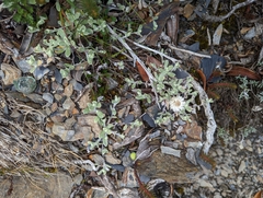 Anaphalis nepalensis