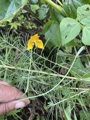 Calochortus barbatus