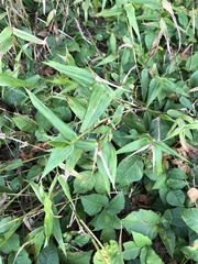 Dichanthelium latifolium