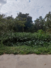 Hedychium coronarium