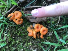 Cantharellus cinnabarinus