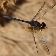 Diplacodes lefebvrii