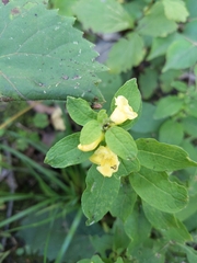 Dasistoma macrophylla