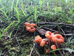 Cantharellus cinnabarinus
