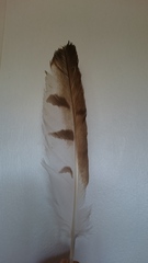 Circaetus gallicus