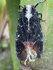 Fulgoridae