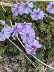 Phlox richardsonii