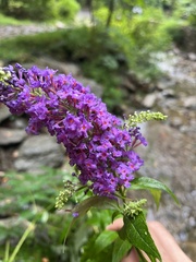Buddleja