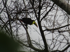 Ramphastos sulfuratus