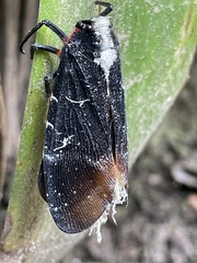 Fulgoridae