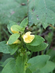 Dasistoma macrophylla