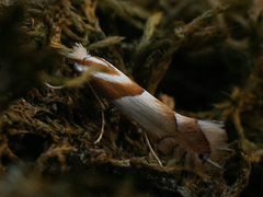 Phyllonorycter roboris