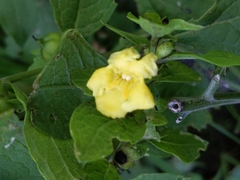 Dasistoma macrophylla