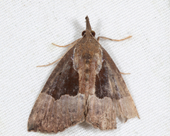 Hypena bijugalis