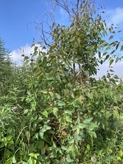 Eucalyptus camaldulensis