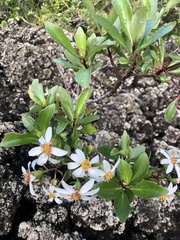 Brachyglottis kirkii