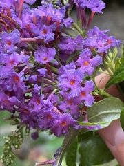 Buddleja