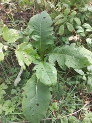 Cirsium oleraceum
