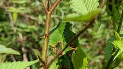 Rubus croceacanthus