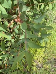 Eucalyptus camaldulensis