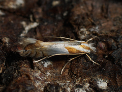 Phyllonorycter roboris