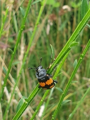 Nicrophorus vespilloides