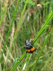 Nicrophorus vespilloides