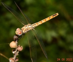 Trithemis annulata