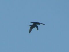 Psittacara leucophthalmus