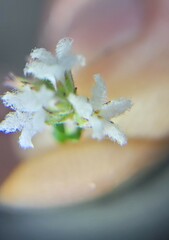 Leucopogon microphyllus