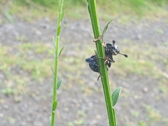 Nicrophorus vespilloides