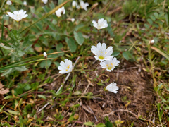 Cerastium