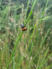 Nicrophorus vespilloides