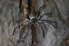 Isopedella conspersa