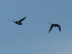 Psittacara leucophthalmus