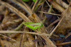 Pseudoxya diminuta