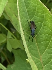 Ozodiceromyia