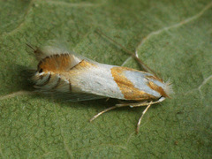 Phyllonorycter roboris