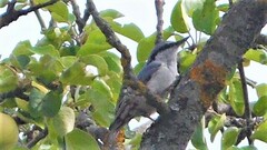 Sitta europaea
