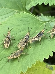 Sphenarium
