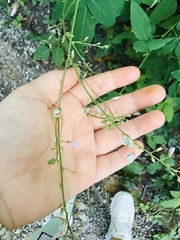 Desmodium viridiflorum